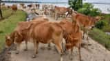 Start your own business: Cow dung becomes a means of employment in Uttar Pradesh - just Rs 75,000 required