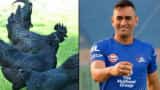 Rs 4,000 for 1 chicken! Like MS Dhoni, you too can do this Kadaknath chicken business - Here is how