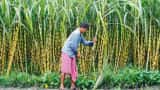Centre's ethanol focus positive for sugar industry, as exports likely to reduce: Ind-Ra