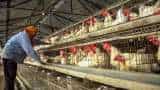 Bird flu in Delhi: Avian flu now in India's capital; all 8 samples sent to Bhopal lab tested positive, say Officials Bird flu in Delhi: Avian flu now in India's capital; all 8 samples sent to Bhopal lab tested positive, say Officials