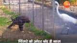 Watch funny viral video: Never mess with eagle's food - crane learns lesson the hard way, becomes big trend Watch funny viral video: Never mess with eagle's food - crane learns lesson the hard way, becomes big trend