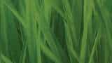 Wheatgrass juice benefits: Superfood! Should you add it to your daily diet? 