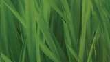 Wheatgrass juice benefits: Superfood! Should you add it to your daily diet? Wheatgrass juice benefits: Superfood! Should you add it to your daily diet?