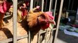VIRUS ALERT! China reports first human case of H10N3 bird flu - What you must be aware of 