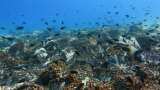 World Ocean Day 2021: Know about UN virtual event; Also check theme, significance, history and more World Ocean Day 2021: Know about UN virtual event; Also check theme, significance, history and more