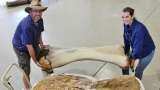 SEE PIC - NEW DINOSAUR species? One of the LARGEST found in the world? Scientists CONFIRM this SEE PIC - NEW DINOSAUR species? One of the LARGEST found in the world? Scientists CONFIRM this
