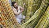 Fair and Remunerative Price: Centre begins work on increasing FRP for Sugarcane