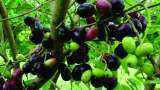PROUD MOMENT! Rs 300/kg! Uttar Pradesh &#039;Jamun&#039; now exported to UK