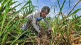 UP hikes sugarcane purchase price by Rs 25 per quintal