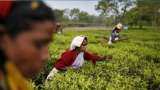 Govt strict on sub-standard teas are not imported and distributed in India
