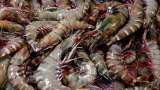 Outlook improves for shrimp exporting companies; analyst picks these stocks
