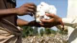Commodities Live: Cotton hits new record; Why did the price of cotton rise?