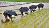 Commodities Live: How will it rain in the cultivated area? Where is the rain good, where is the rain less? Commodities Live: How will it rain in the cultivated area? Where is the rain good, where is the rain less?