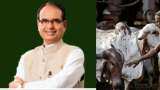 Good news for farmers rearing indigenous cows in MP;  CM Shivraj Singh Chouhan announces Rs 10,800 aid a year to promote natural farming