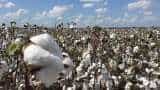 Commodities Live: Cotton Export may be banned for 2-3 months to reduce prices