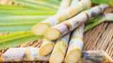 Commodity Superfast: Food Ministry Issues Cabinet Note On Increasing Sugarcane FRP By ₹15/Quintal