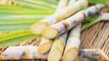 Commodity Superfast: Food Ministry Issues Cabinet Note On Increasing Sugarcane FRP By ₹15/Quintal Commodity Superfast: Food Ministry Issues Cabinet Note On Increasing Sugarcane FRP By ₹15/Quintal