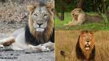 World Lion Day 2022: Why are Lions the King of Jungle? - Interesting facts World Lion Day 2022: Why are Lions the King of Jungle? - Interesting facts