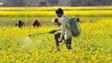 Cultivation of maize, mustard, moong to be promoted: ICAR Cultivation of maize, mustard, moong to be promoted: ICAR