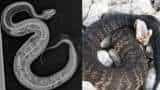 Cottonmouth snake eats Python in Florida - Photo