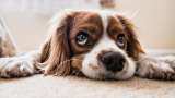 International Dog Day 2022: History, quotes, messages and tips to celebrate International Dog Day 2022: History, quotes, messages and tips to celebrate