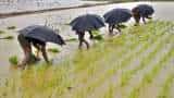 Paddy sowing down by 5.99% due to rain deficit; major lag in Jharkhand, West Bengal, Chhattisgarh