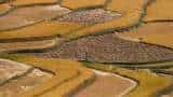 India's rice exports may fall by 4-5 million tonnes post ban on broken rice, 20% duty India's rice exports may fall by 4-5 million tonnes post ban on broken rice, 20% duty