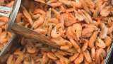 Shrimp Companies Stock Are Going High, What Are The Reasons Behind It? Watch This Video For Details