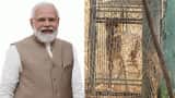 Cheetahs in India from Namibia on PM Modi birthday: FULL SCHEDULE - Release of 8 big cats in MP's Kuno National Park Cheetahs in India from Namibia on PM Modi birthday: FULL SCHEDULE - Release of 8 big cats in MP's Kuno National Park