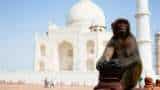 Monkeys Menace In Agra At Taj Mahal: Tourism Affected As Many Tourist Got Attacked By Monkeys Monkeys Menace In Agra At Taj Mahal: Tourism Affected As Many Tourist Got Attacked By Monkeys