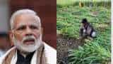 PM Kisan Samman Nidhi: Early Diwali for farmers! PM Modi to release 12th installment of Rs 2000 today PM Kisan Samman Nidhi: Early Diwali for farmers! PM Modi to release 12th installment of Rs 2000 today