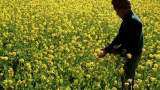 Commodities Live: GEAC, Biotech Regulator, Gives Nod For Commercial Cultivation Of GM Mustard