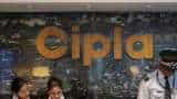 Cipla Share: Correction in pharma stock despite 12% consolidated net profit increase in Q2