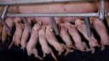 PIGLETS INVESTMENT SCHEME turns sour for scores of investors