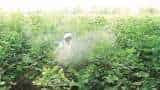 Government Approves Online Sale Of Insecticides, Which Companies Will Benefit From It? Government Approves Online Sale Of Insecticides, Which Companies Will Benefit From It?