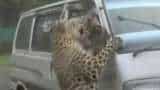 Leopard Suddenly Attacked A Moving Vehicle In Assam, Watch This Video For Details