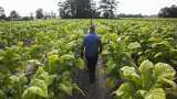 Budget 2023 Expectations: Treat tobacco crop like any other agricultural produce, industry body to FM Budget 2023 Expectations: Treat tobacco crop like any other agricultural produce, industry body to FM
