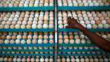 Egg prices touch record high: Here&#039;s what causing the surge 