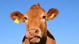 Bovine love on Valentine&#039;s Day: Animal welfare body to celebrate February 14 as &#039;Cow Hug Day&#039;, says these are benefits of hugging &#039;gaumata&#039;