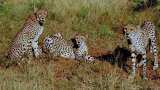 12 cheetahs from South Africa arrive in Gwalior; to be flown to their new home in MP&#039;s Kuno National Park 