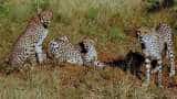 12 cheetahs from South Africa arrive in Gwalior; to be flown to their new home in MP's Kuno National Park 