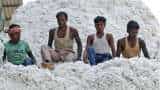 Centre approves Quality Control Order for mandatory certification of cotton bales; to be notified soon