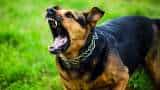 Child mauled to death by stray dogs in Hyderabad, netizens flay dog menace