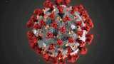 New COVID origins data point to raccoon dogs in China market New COVID origins data point to raccoon dogs in China market