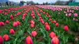 Kashmir Tulip Garden opens: Asia&#039;s largest garden of tulips, spring flowers opens for visitors in Srinagar - View Mesmerizing Pictures