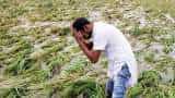 Commodities Live: Maharashtra To Madhya Pradesh, Crops Destroyed Due To Unseasonal Rain