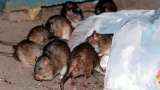 New York City Appoints First-Ever &#039;Rat Czar&#039; To Get Rid Of &#039;Menace Of Rats&#039;