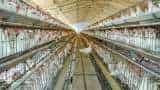 Venky&#039;s, SKM: Poultry shares to watch out for as chicken prices fall 50 per cent in one week