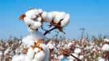 India’s Cotton Output Set To Fall To 14-Year Low As Yields Drop, Says Trade Bod