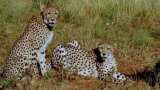 Second cheetah dies at MP&#039;s Kuno, cause yet to be identified